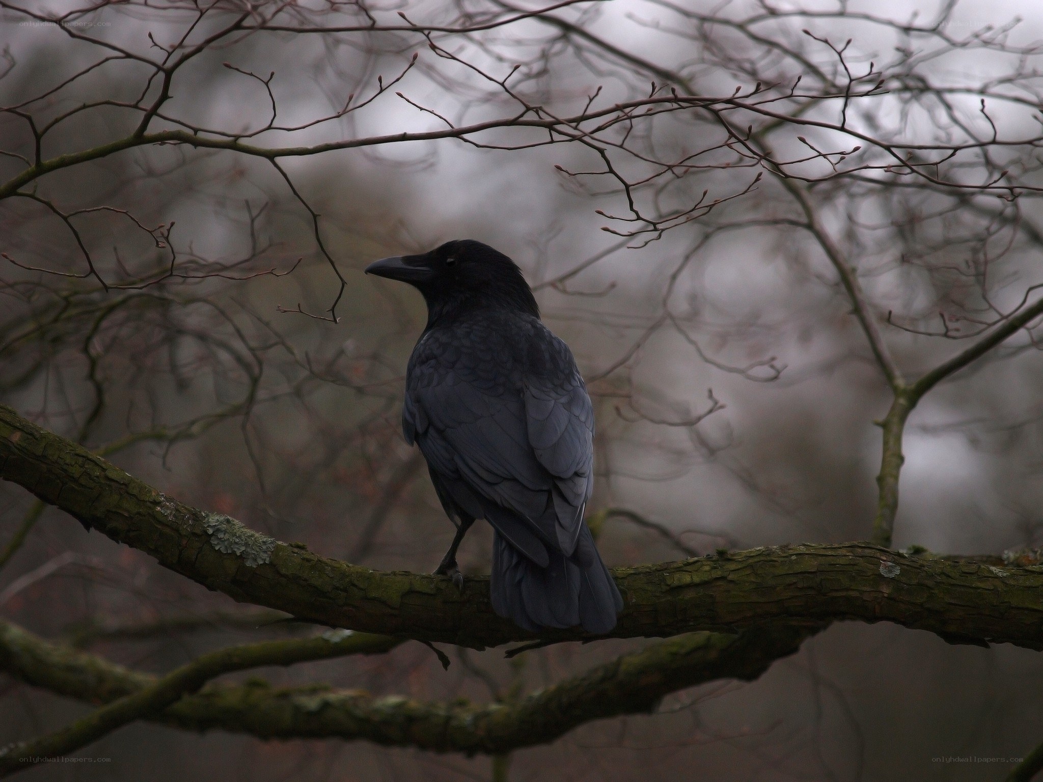 Crow perched on a tree branch