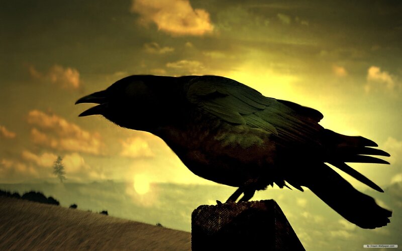 crow silhouette at sunset