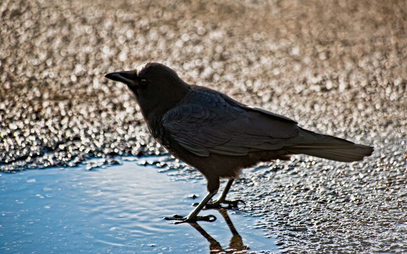 Crow standing in a puddle