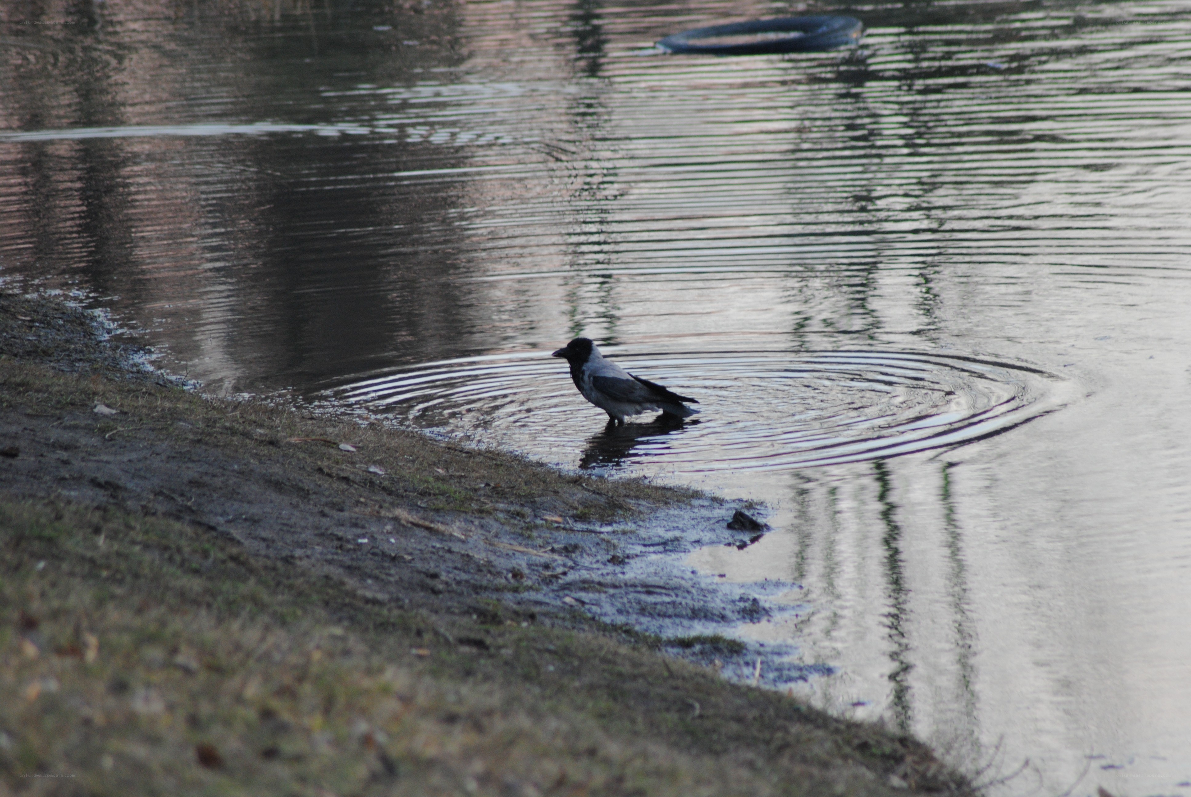 crow standing in shallow water