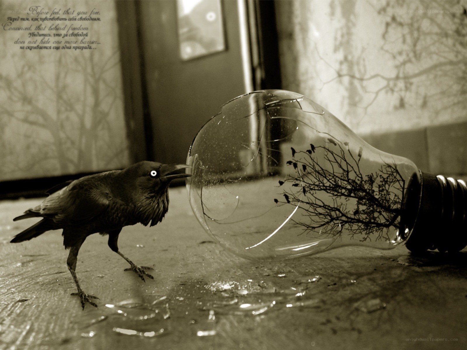crow with broken light bulb