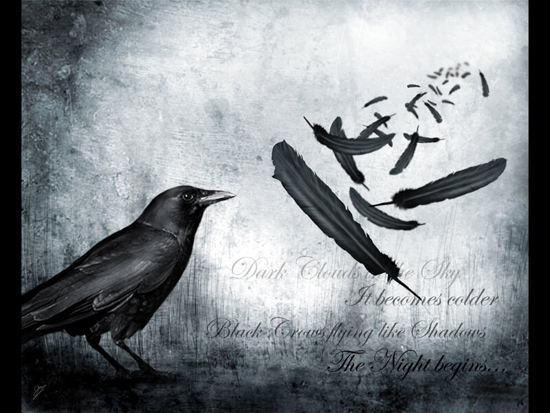 Crow with falling feathers