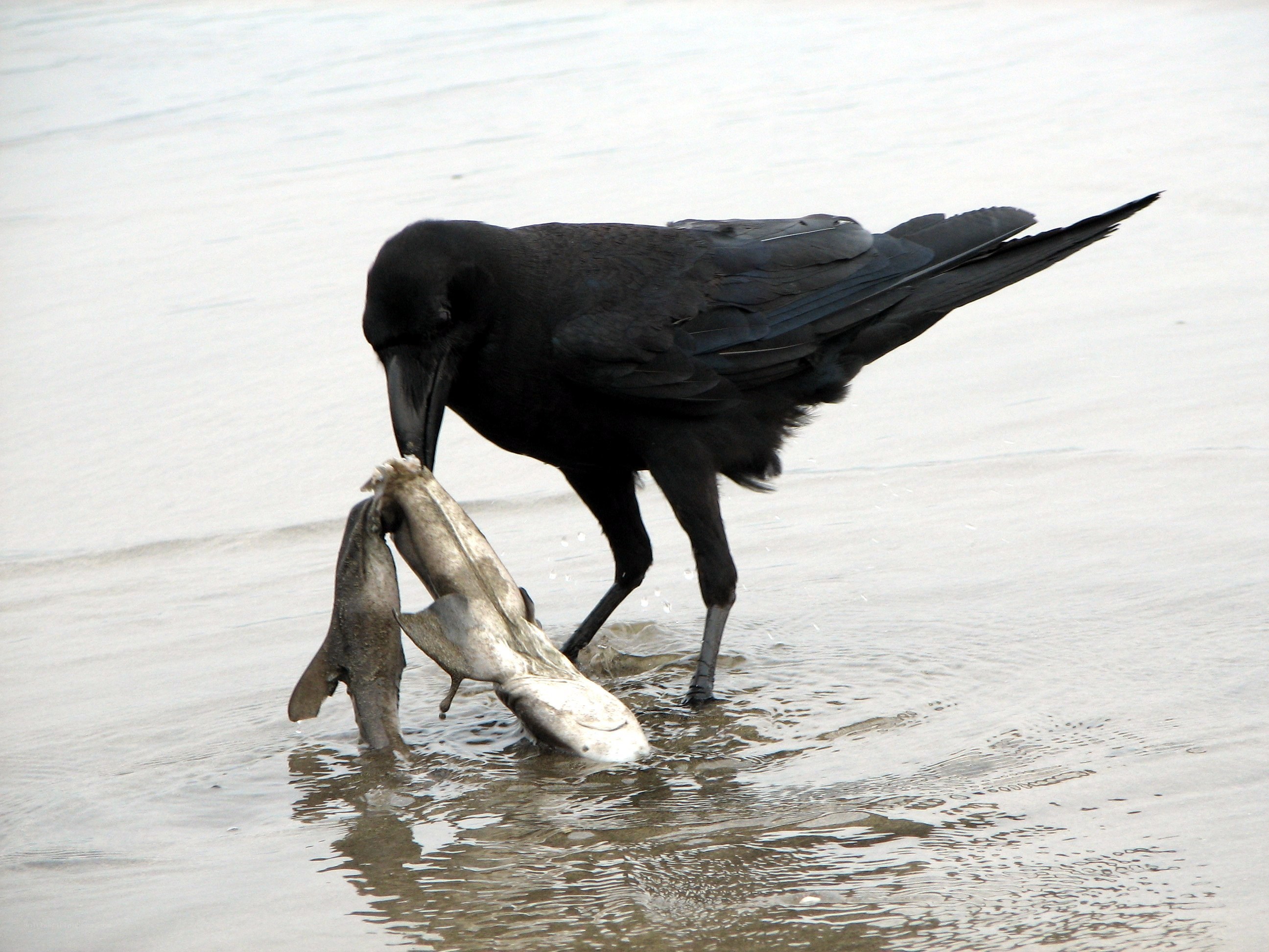 Crow with fish on beach
