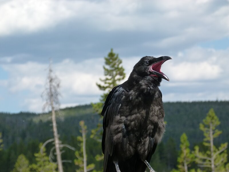 Crow with open beak in forest