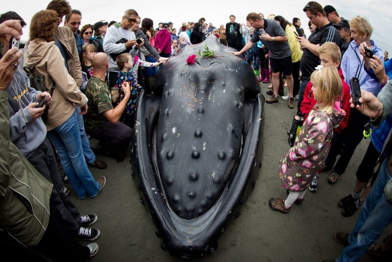 Crowd gathers around beached whale