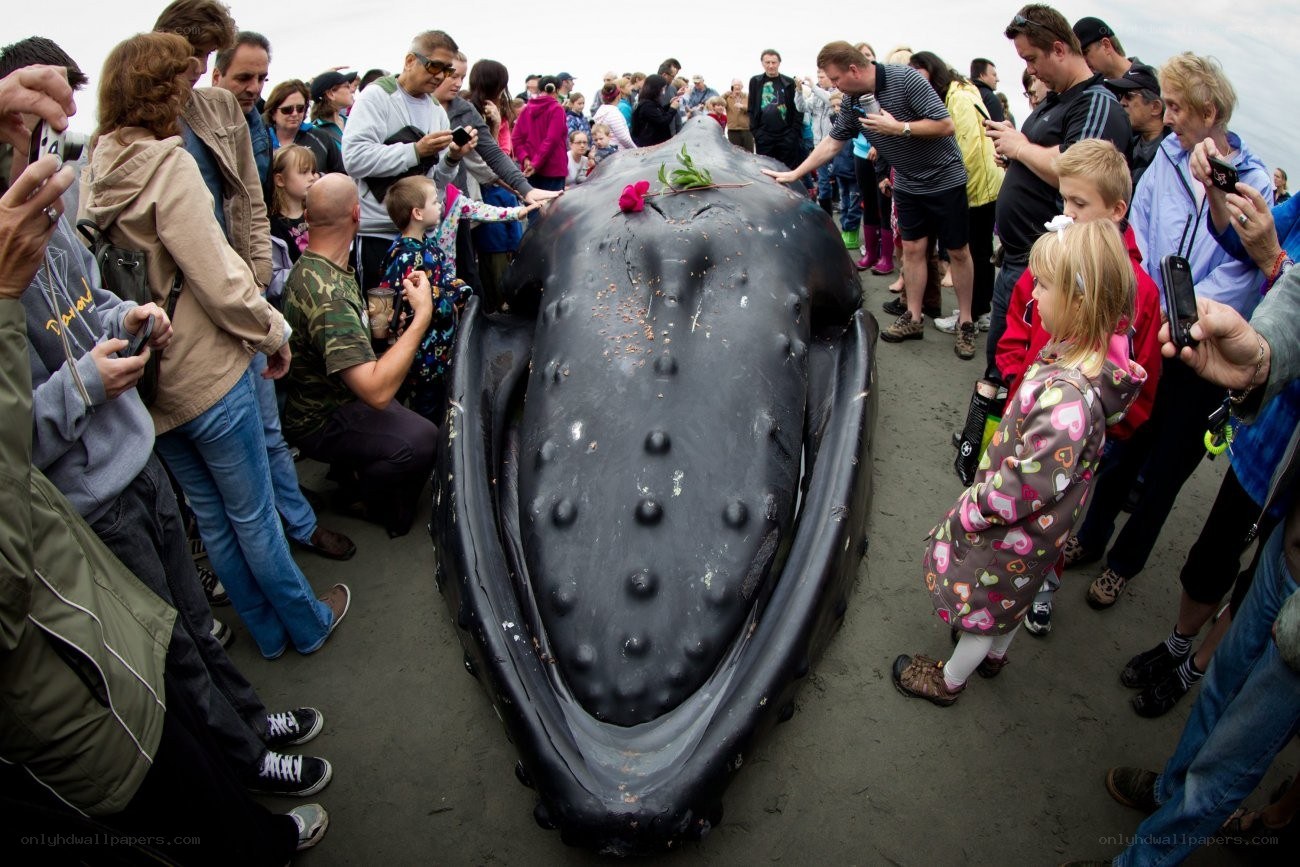 Crowd gathers around beached whale