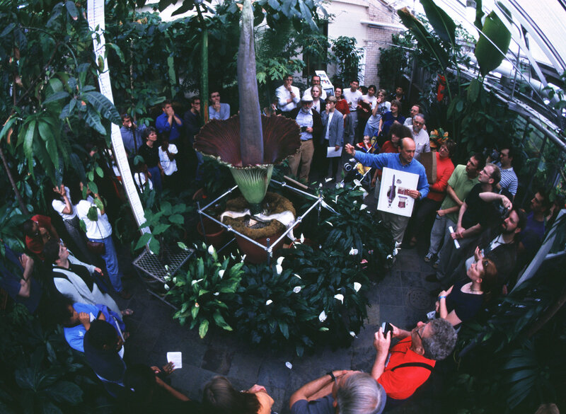 Crowd viewing a large flower