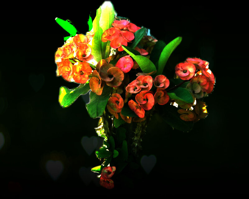Crown of Thorns Plant — Red