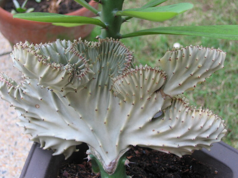 Crown of thorns plant