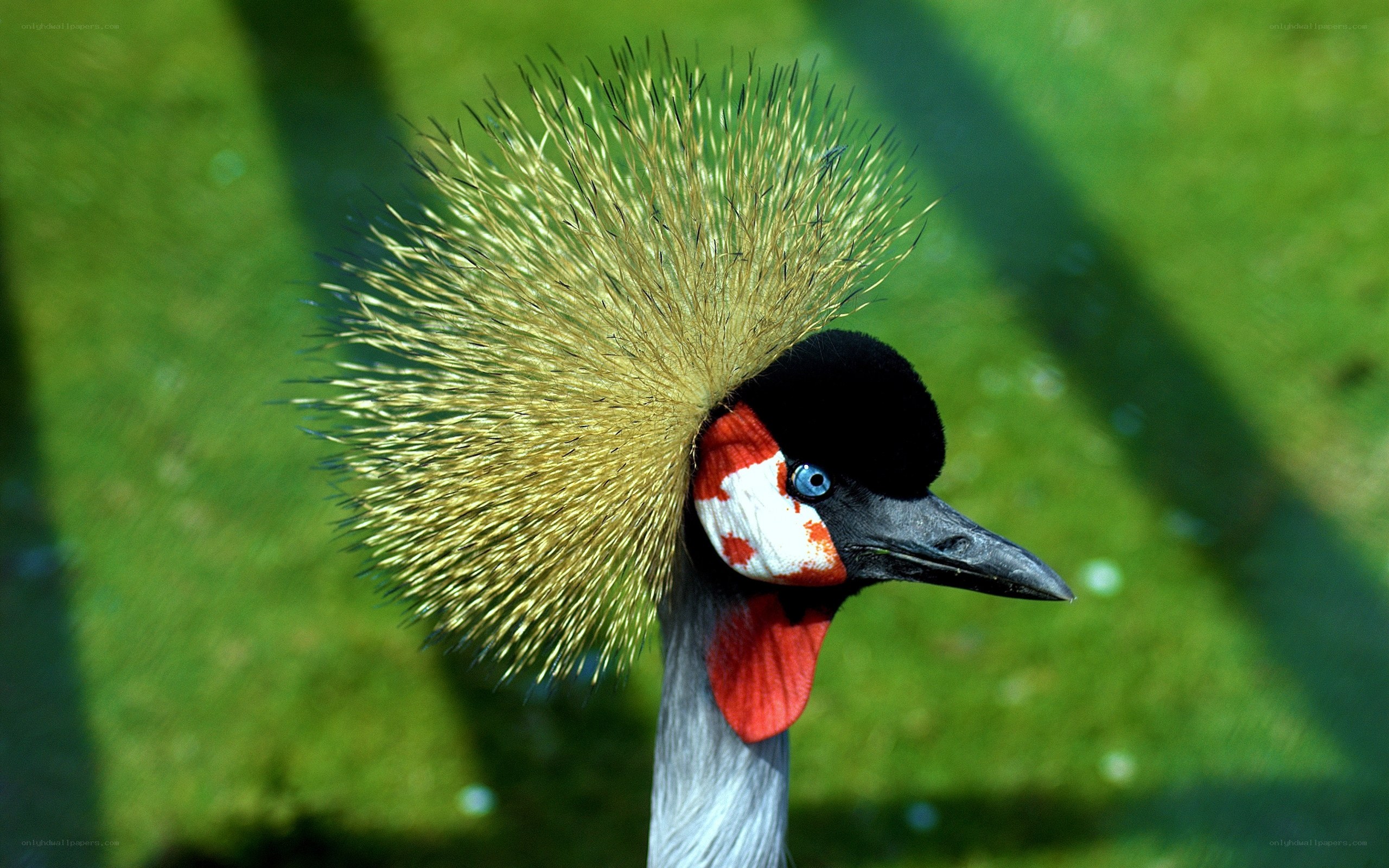 Crowned crane head portrait