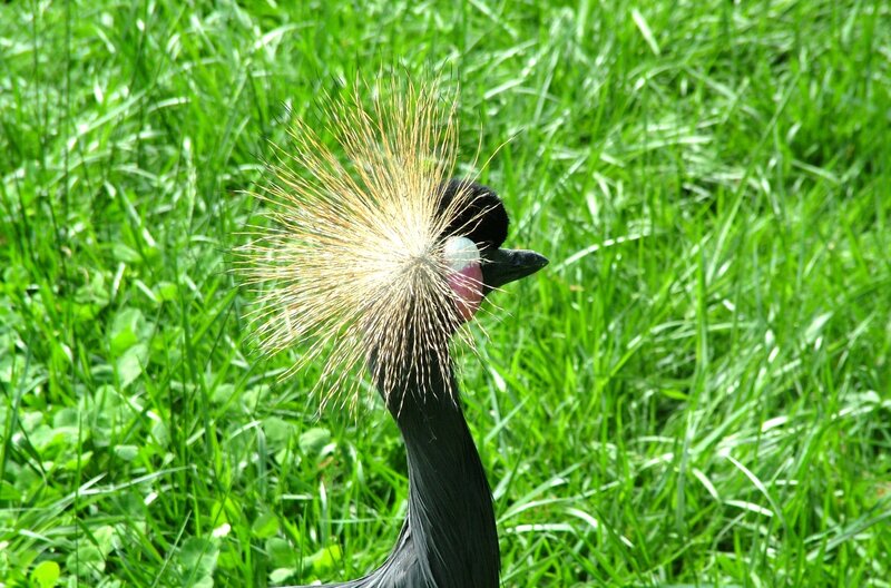 Crowned crane in grass