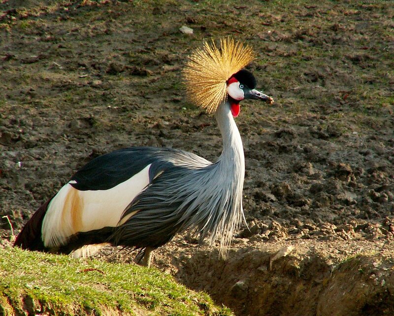 Crowned crane standing on a bank
