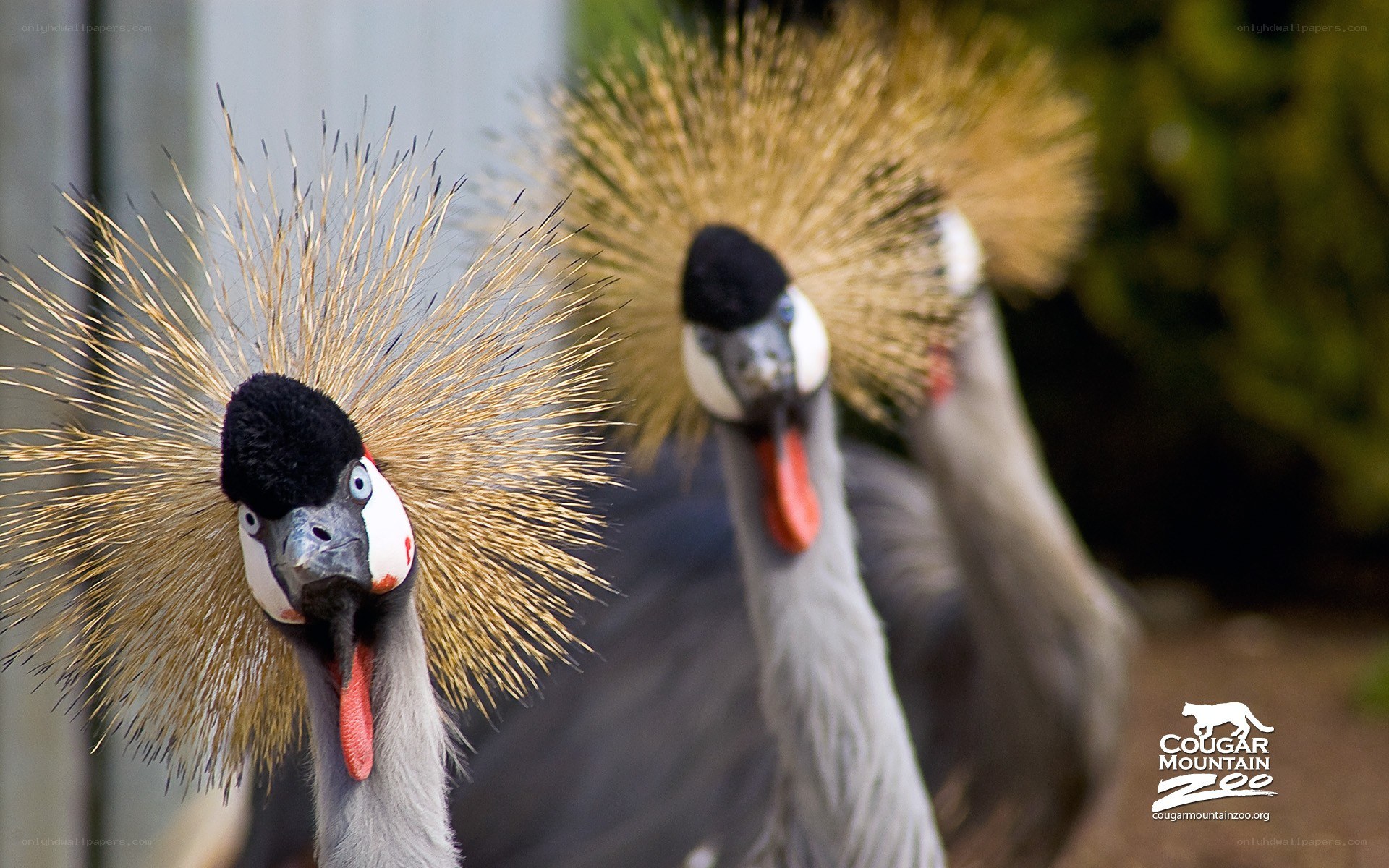 Crowned cranes at the zoo