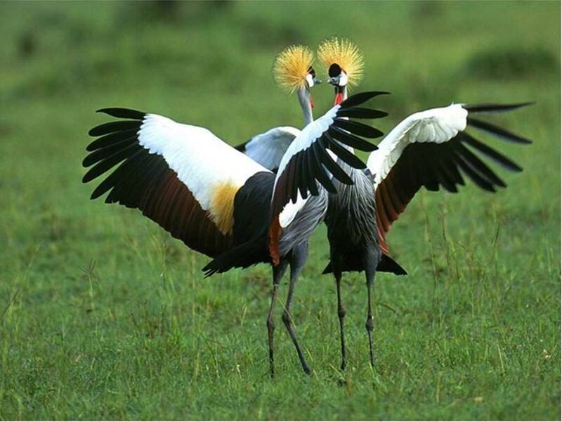 Crowned cranes in a field