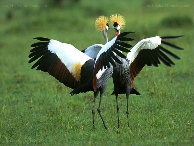 Crowned cranes in a field