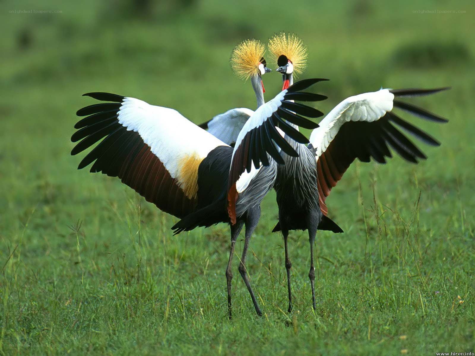 Crowned cranes in a field