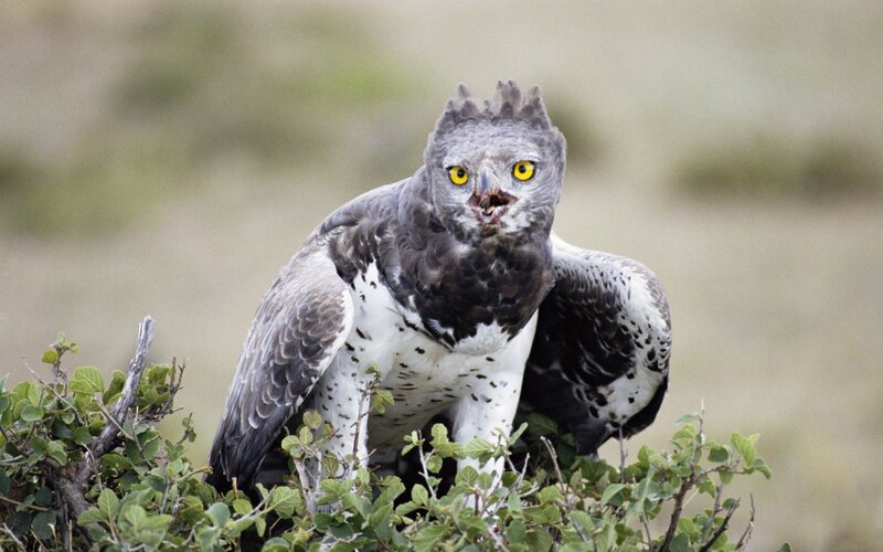 Crowned eagle perched on bush