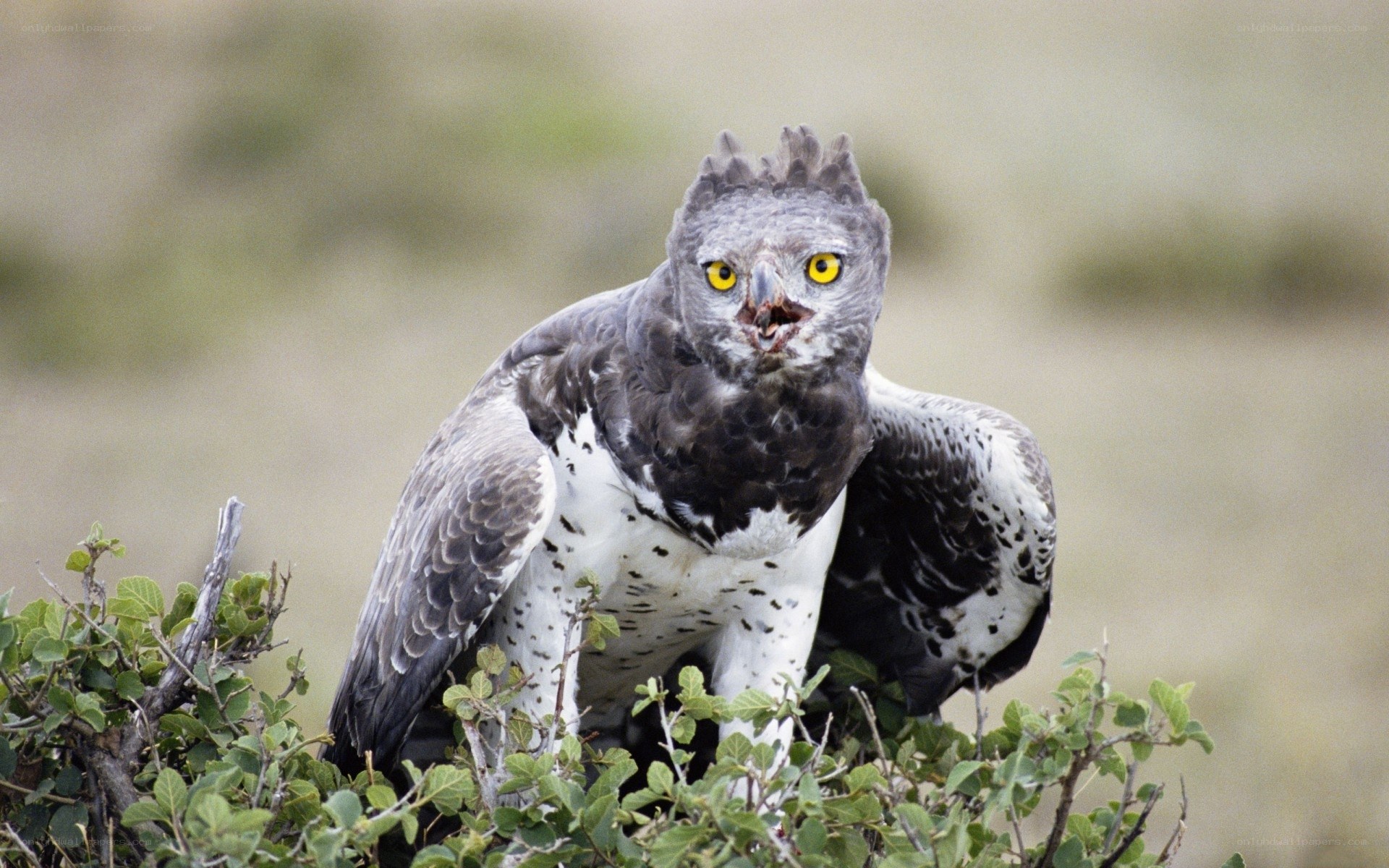 Crowned eagle perched on bush