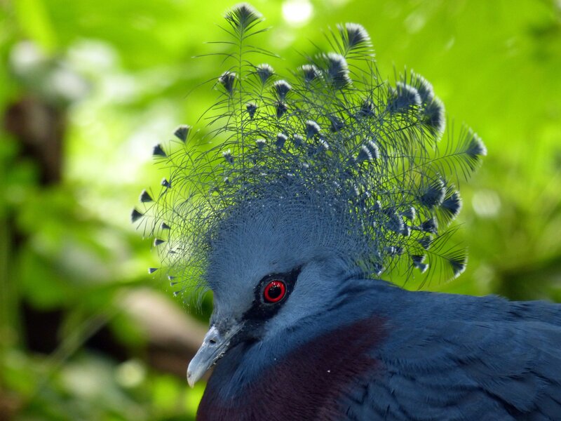 Crowned Pigeon — Blue, Natural
