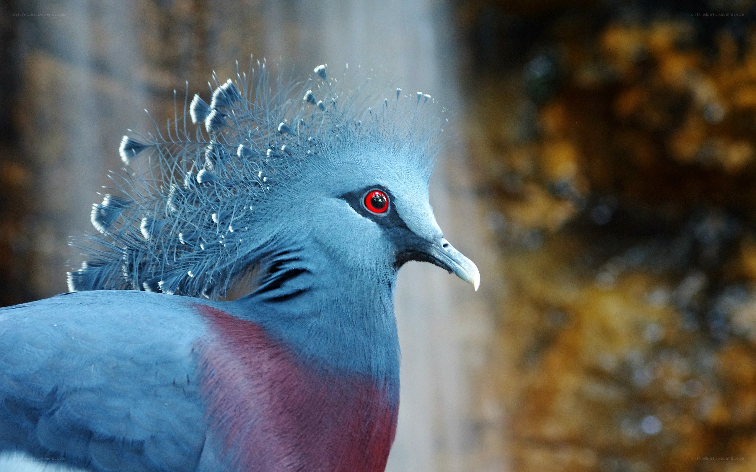 Crowned pigeon in profile