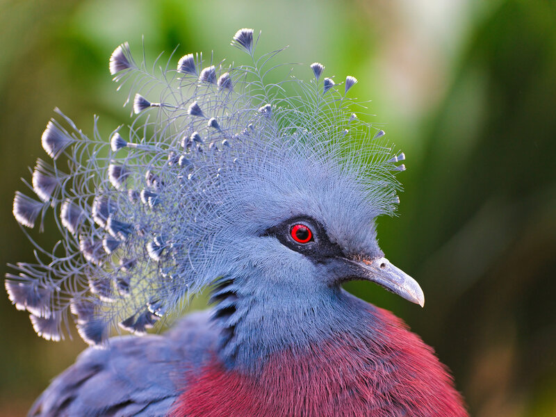 Crowned Pigeon