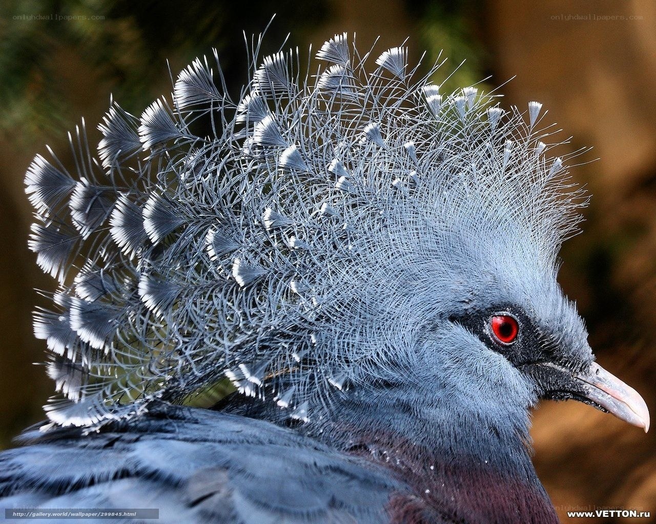 Crowned pigeon with red eyes