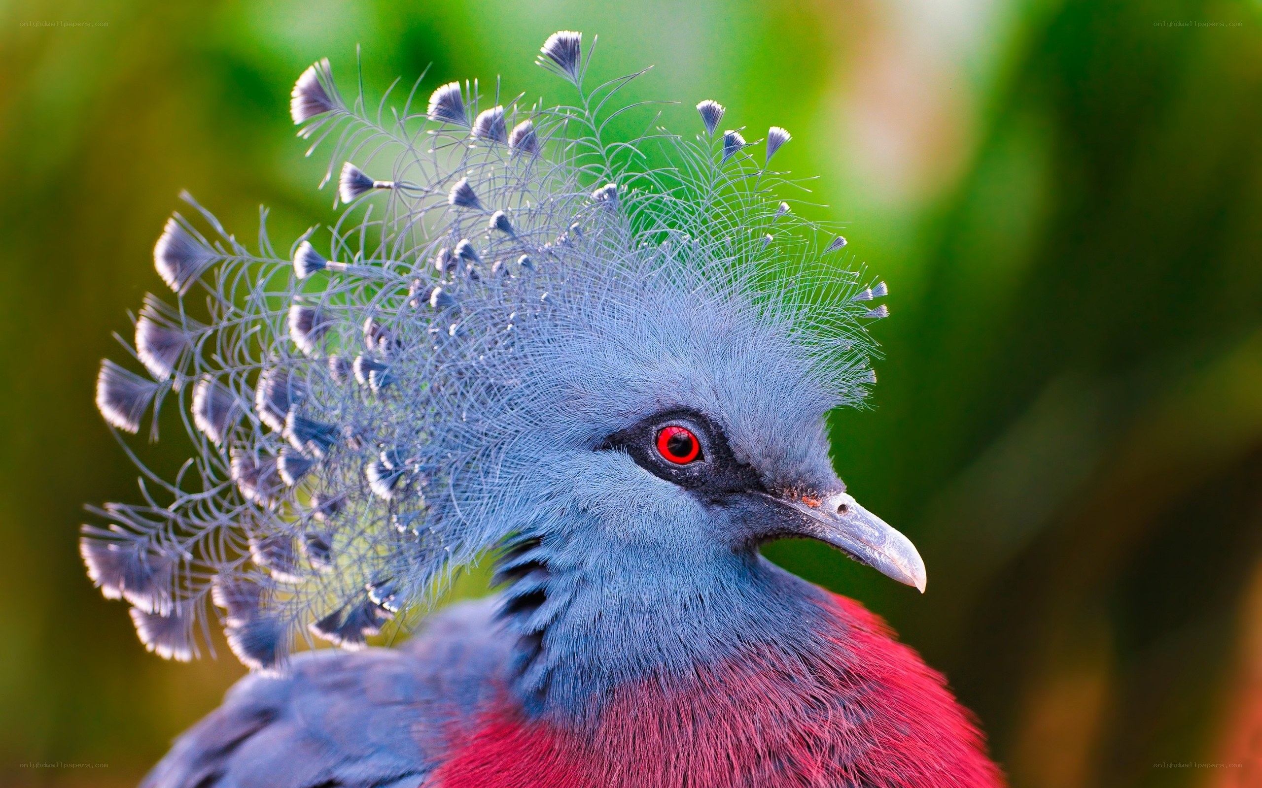 Crowned pigeon with red eyes