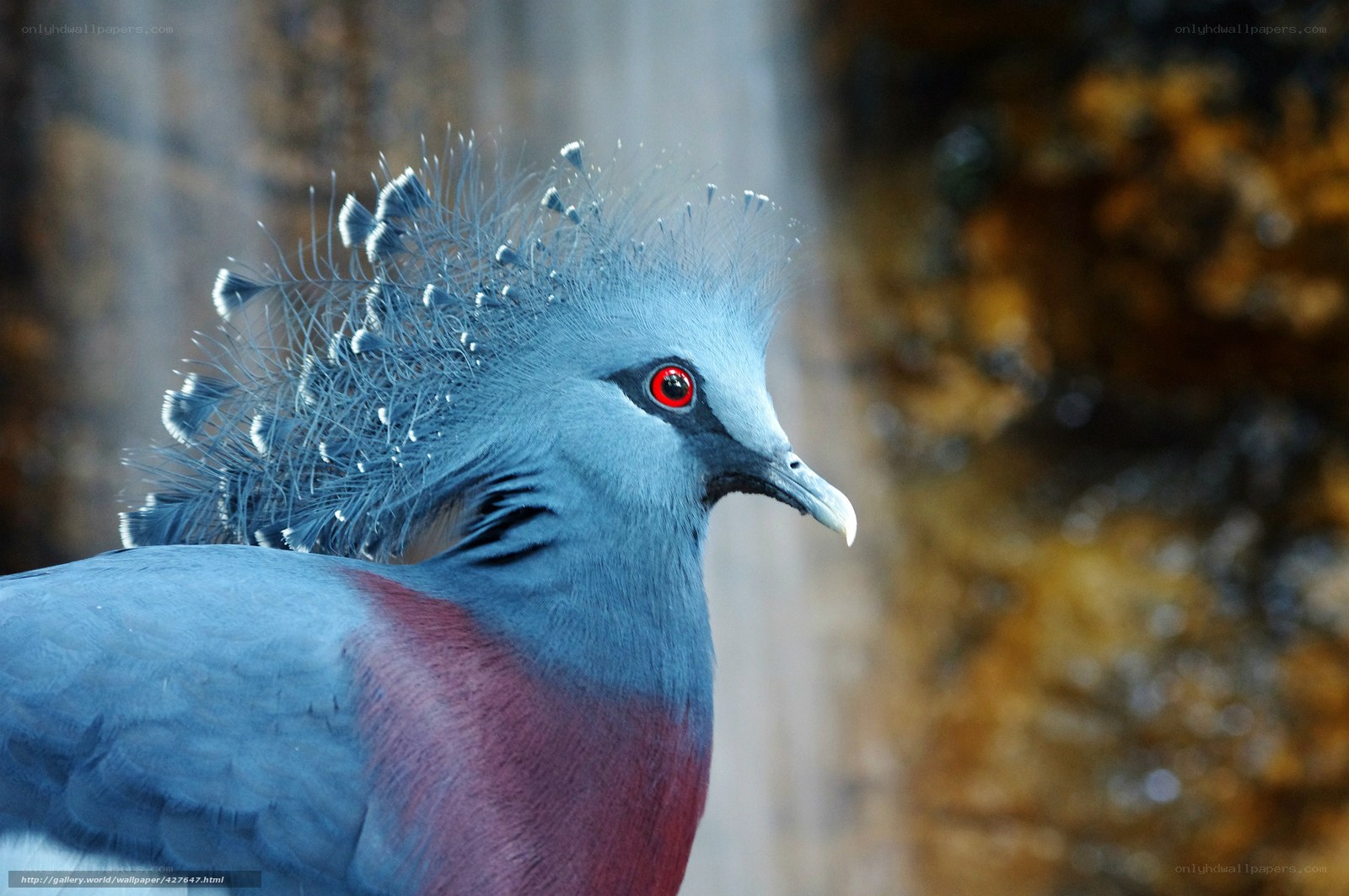 Crowned pigeon with red eyes