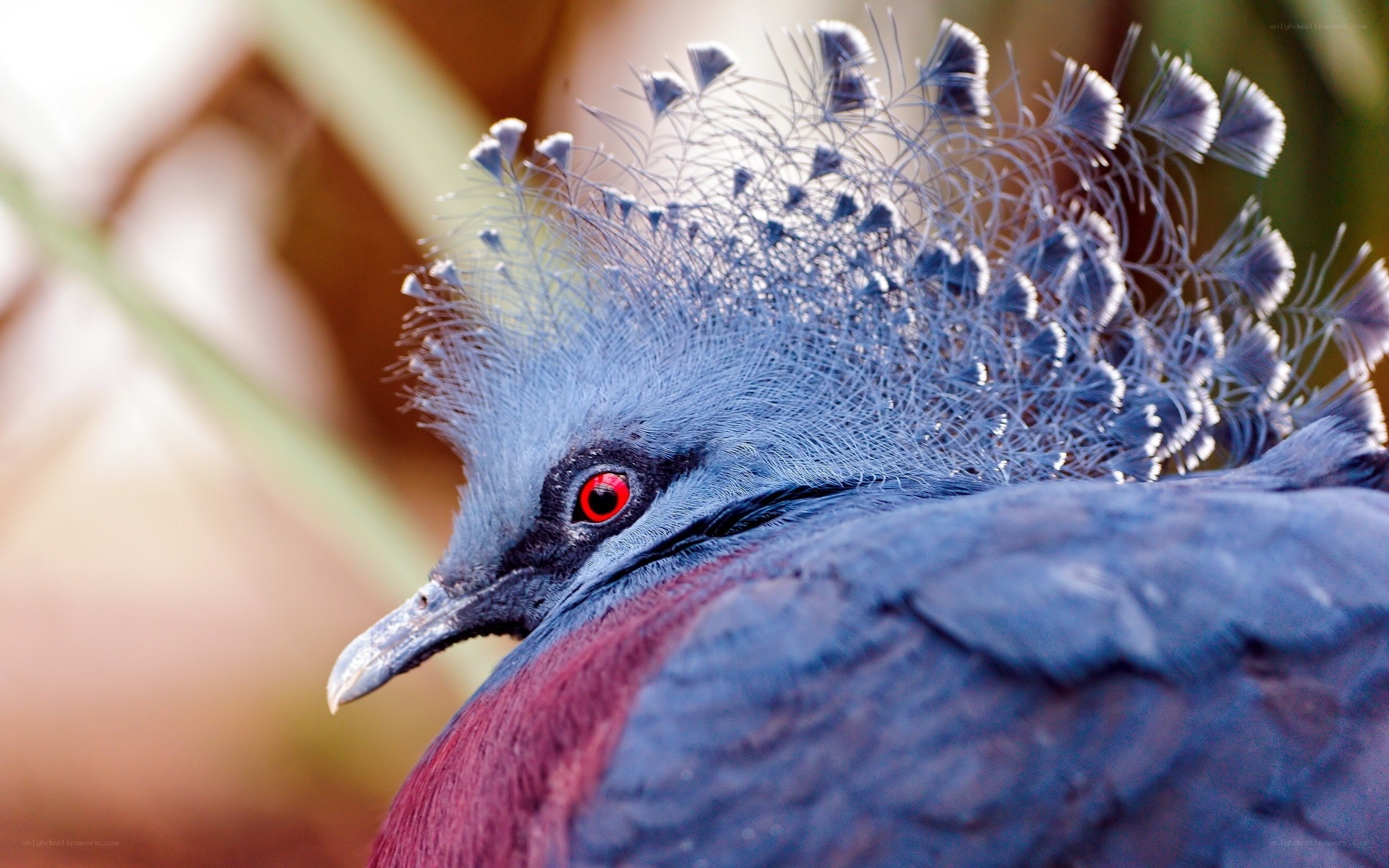 Crowned pigeon with red eyes