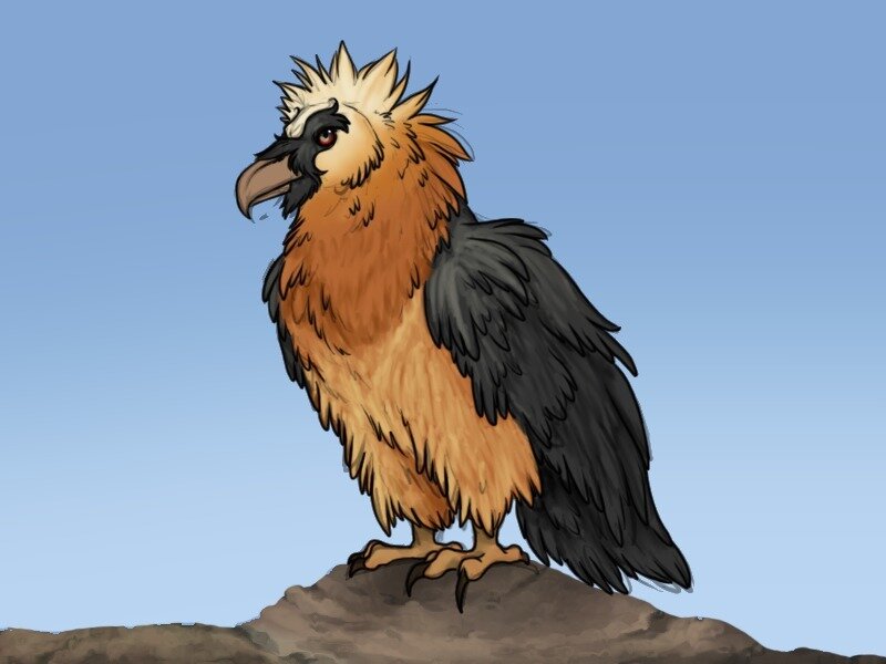 Crowned Vulture on Rock