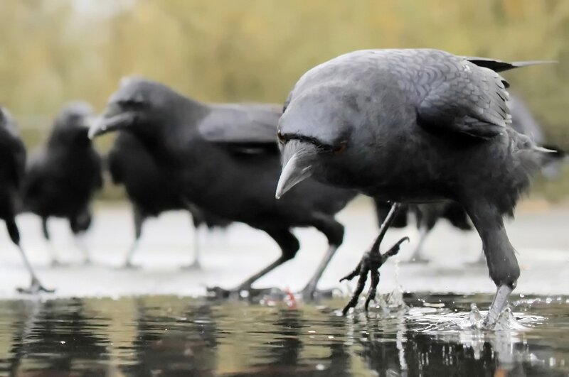 Crows Drinking Water
