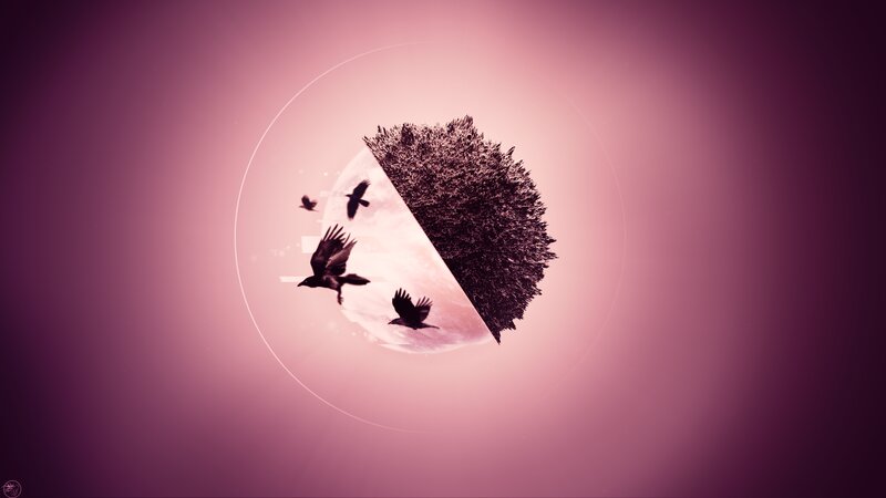 Crows Flying Around a Tree