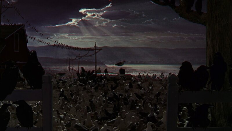 Crows gather at dusk