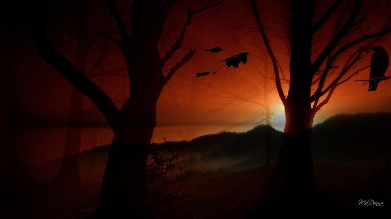 Crows in a Forest