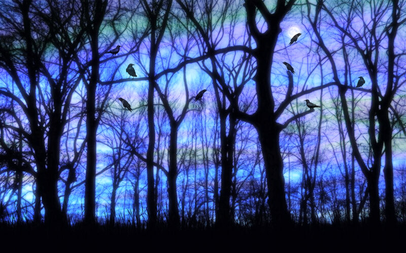 Crows in Bare Trees