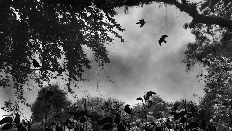 Crows in Forest — Black