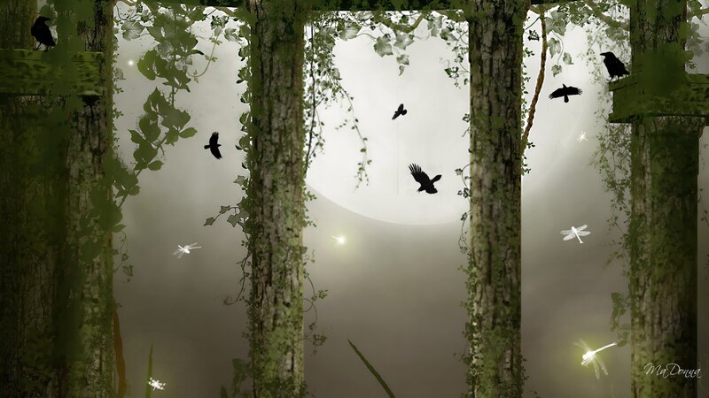 Crows in Forest