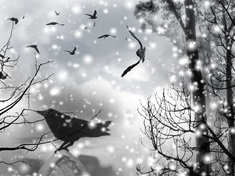 Crows in Snowy Forest