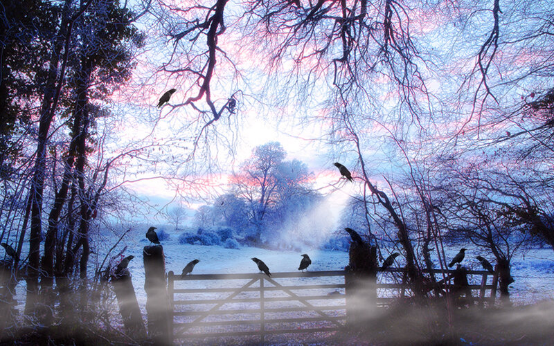 Crows on a Gate