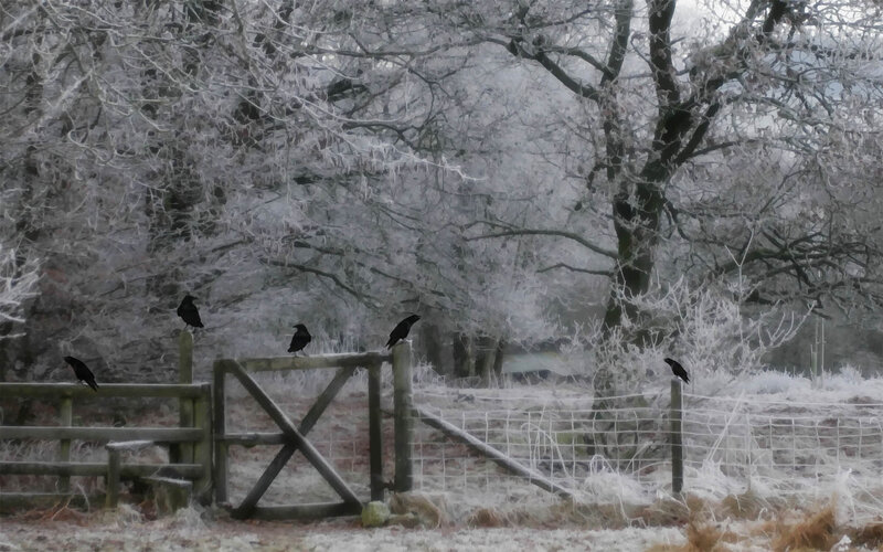 Crows on a Gate — White