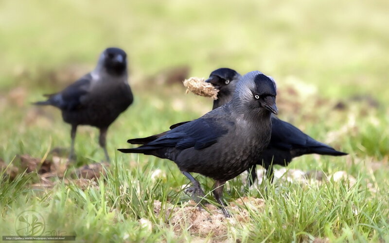 Crows on a grassy field