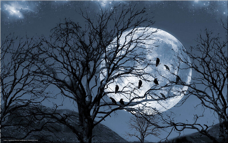 Crows on a moonlit tree