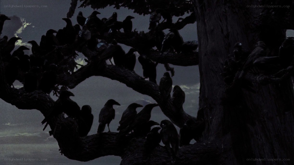crows on a tree at night