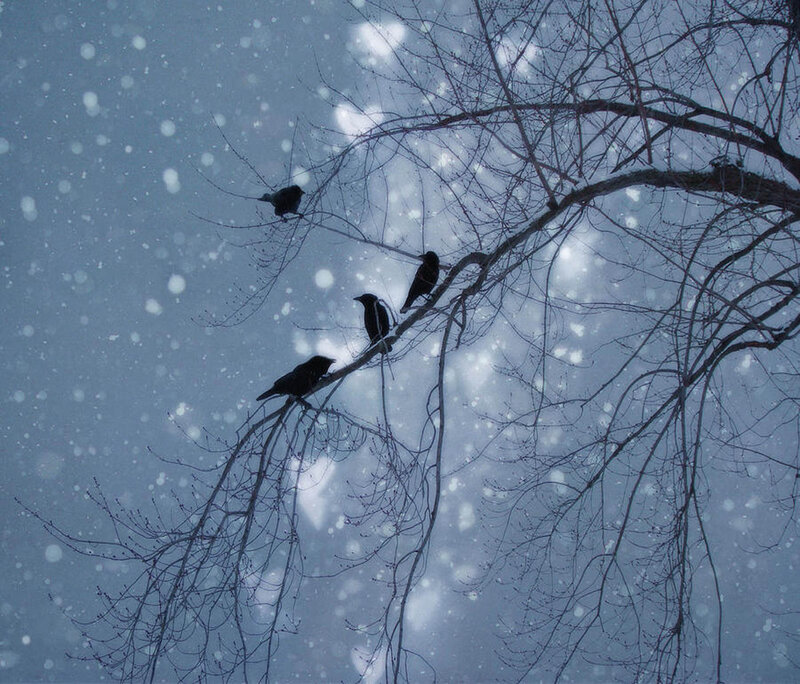 Crows on Bare Branches