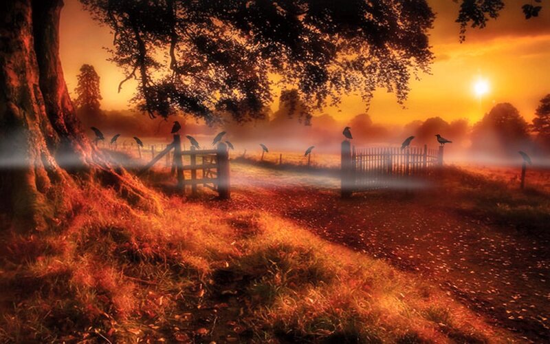 Crows on Fence at Sunrise