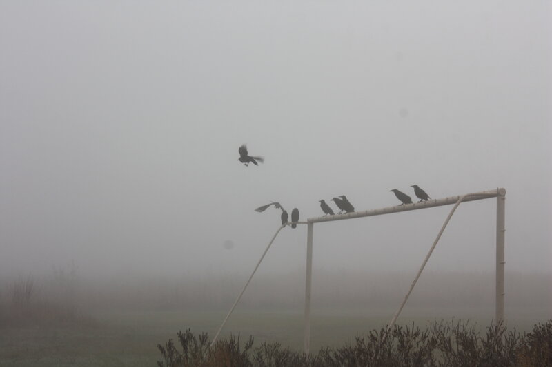 Crows on Goalpost