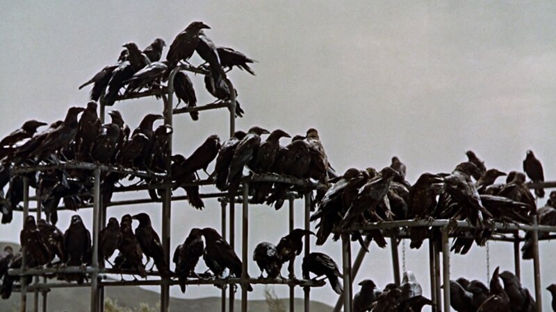 crows on metal structure
