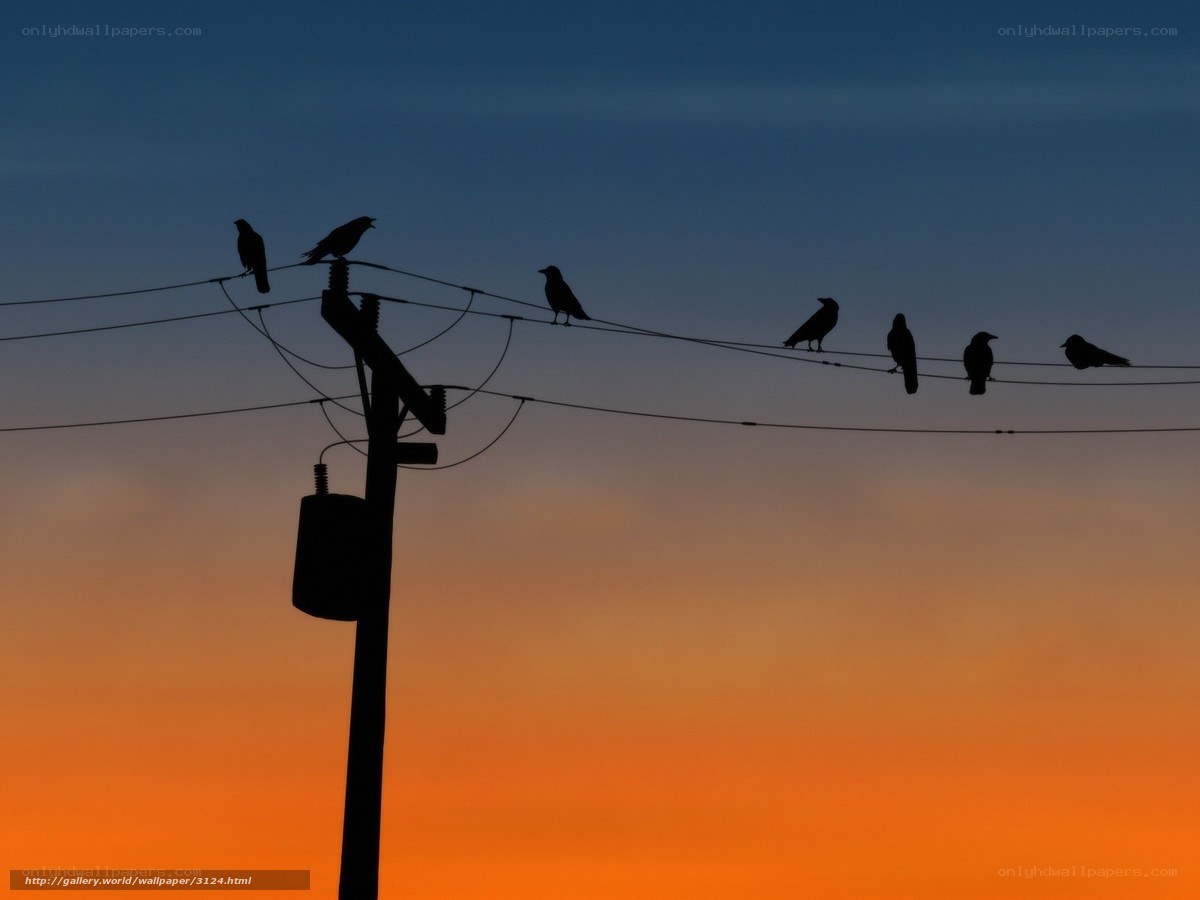 crows on power lines at sunset