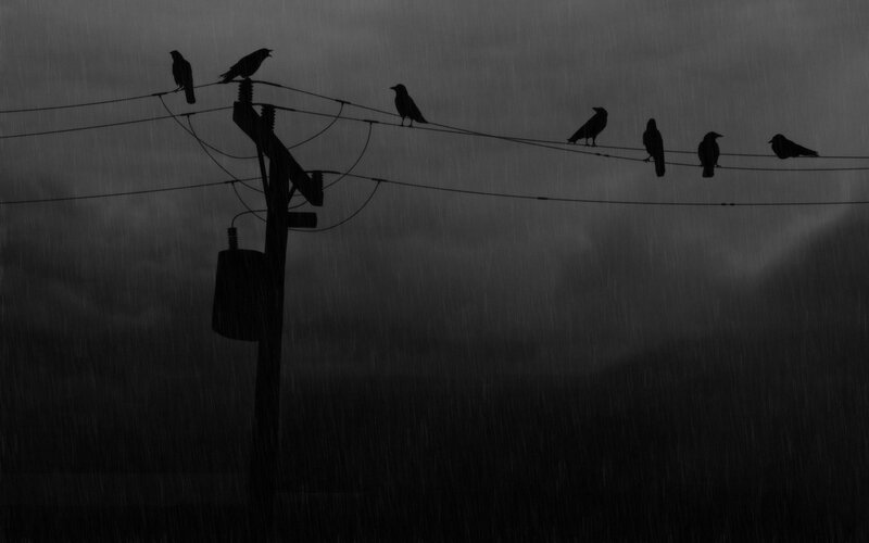 Crows on Power Lines — Black, Dreary, Night, Photograph, Power Pole, Rain