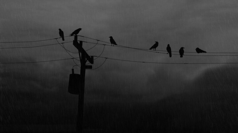 Crows on Power Lines — Black, Dreary, Night, Photograph